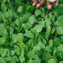 Does Fenugreek Increase Breast Milk?