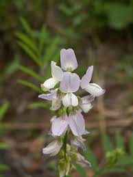 Is Goat’s Rue Good For Promoting Natural Milk Production?
