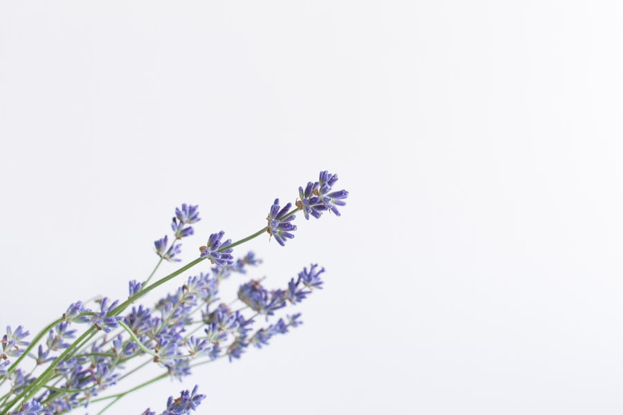How Goat's Rue Can Support Your Milk Supply