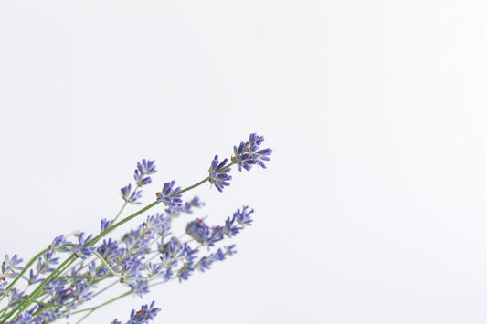 How Goat's Rue Can Support Your Milk Supply