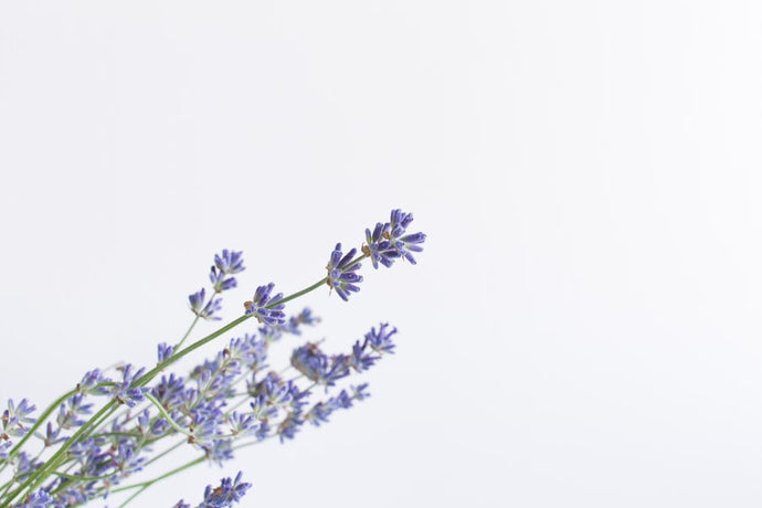 How Goat's Rue Can Support Your Milk Supply